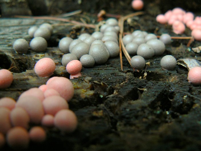 Pink and Grey slime molds growing on a substrate. Courtesy of Wikipedia
