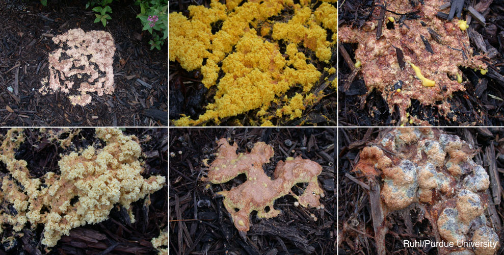 A nice collage of the beautiful slime mold varieties. As Put together by Purdue University