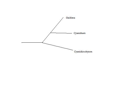 Phylogenetic tree of the cyanidiales.  Created by me.