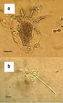 Image of fungus thanks to wikipedia.org (a= fungus on arthropod, b= fungus on algae)