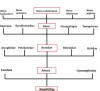 Phylogenetic Tree of Rana catesbeiana, made by me via Paint