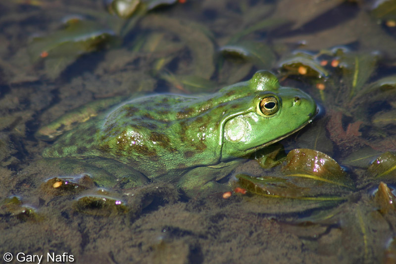 Image of American Bullfrog, credit to Gary Nafis and CaliforniaHerpes.com