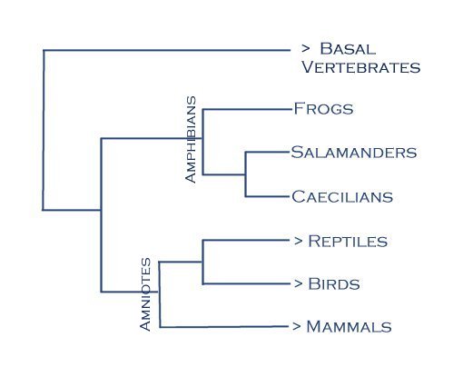 Phylogenetic Tree of Amphibians within Vertebrates, credit to WhoZoo (http://whozoo.org)
