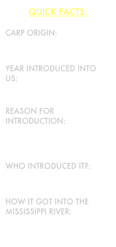 Quick Facts:

Carp Origin:
China

YEAR Introduced into US:
1973 by private fish farmer

Reason for introduction:
Control algae blooms in private fish ponds

Who introduced it?:
Private fish farmer

How it got into the Mississippi river:
Accidental: flooding of ponds 
