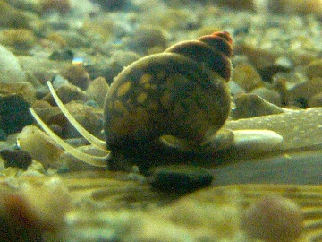 Photo of Bithynia tentaculata