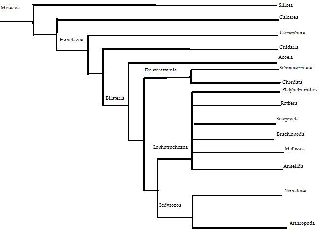 invertebrate phylogenetic tree. Phylogenetic Tree