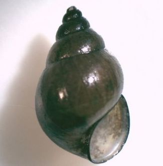 Photo of shell of Bithynia tentaculata provided by Jan Delsing and BioLib