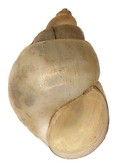 Photo of shell of Bithynia tentaculata