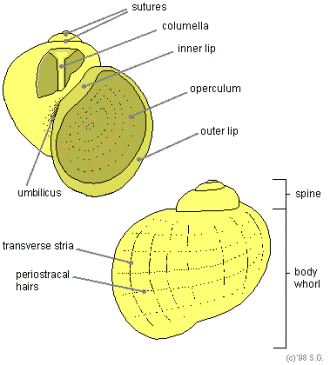 Shell Anatomy illustration provided by Stijn Ghesquiere