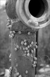 Photo of snails on a faucet