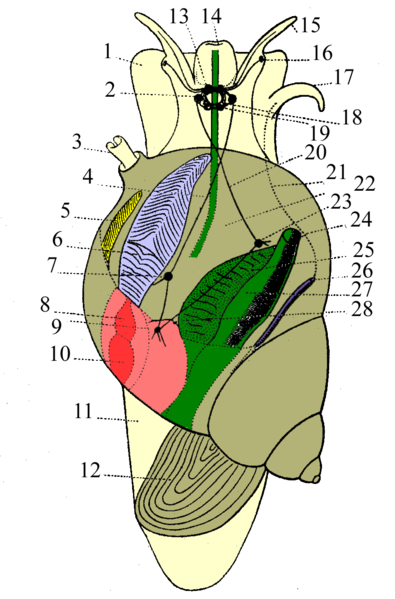 Gastropod Anatomy