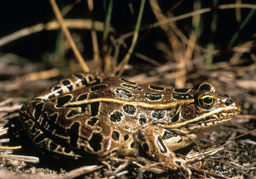 What are the seven levels of classification for a frog?