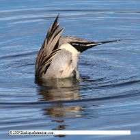 image found at http://www.birdinginformation.com/birds/ducks/northern-pintail/