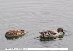 image found at http://www.birdinginformation.com/birds/ducks/northern-pintail/