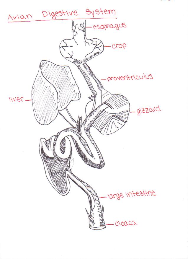 Avian digestive system drawing by me (Caitlin Spohnholtz) derived from: http://www.derm.qld.gov.au/wildlife-ecosystems/wildlife/caring_for_wildlife/carers_kit/birds/biology.html