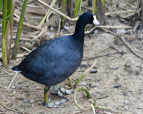American Coot from http://www.flickr.com/photos/mikebaird/1414608012/