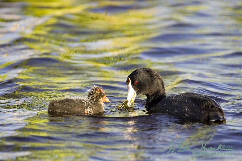 American Coot adult feeding the chick from http://www.flickr.com/photos/wildphotons/219541541/