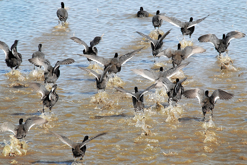 American Coots running for take off from http://www.flickr.com/photos/ndomer73/1023642037/