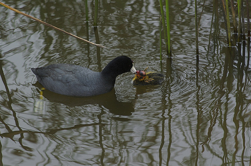 An example of billing between parent and chick from http://www.flickr.com/photos/jkirkhart35/529283439/