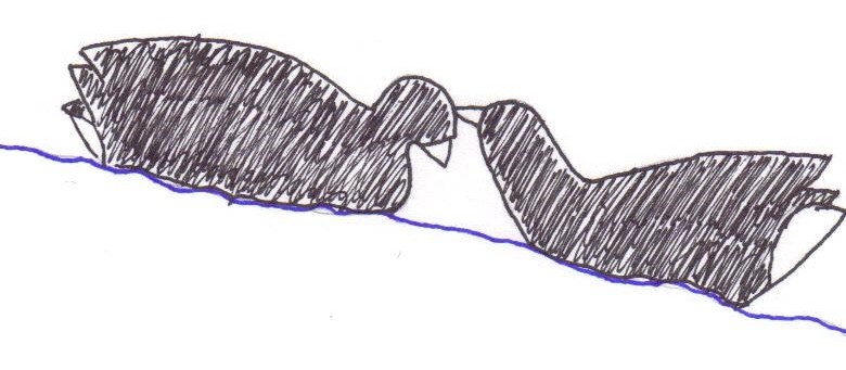 Drawing of bowing and nibbling by American Coots by me (Caitlin Spohnholtz) derived from http://elibrary.unm.edu/sora/Wilson/v064n02/p0083-p0097.pdf