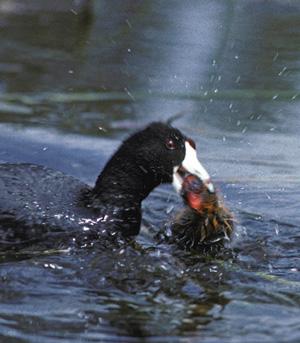American Coot rejecting a parasitic chick with permission of use by Bruce Lyon from http://www.sciencedaily.com/releases/2009/12/091216131741.htm