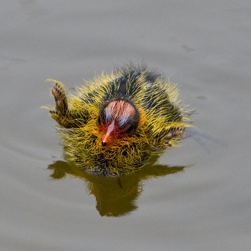 American Coot chick waving from http://www.flickr.com/photos/mikebaird/530922297/