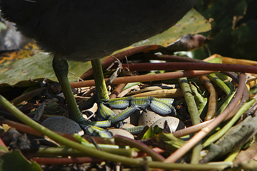 American Coot incubating its eggs in the nest from http://www.flickr.com/photos/alanvernon/3328948298/