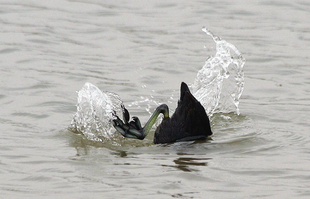 American Coot diving in the water from http://www.flickr.com/photos/texaseagle/3377658481/