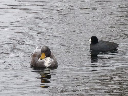 American Coot and a duck from http://www.flickr.com/photos/yooperann/4286447856/