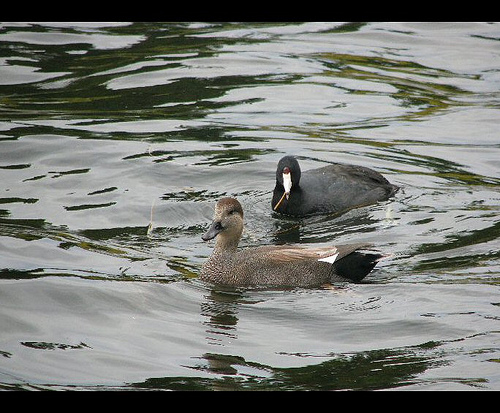 American Coot and duck from http://www.flickr.com/photos/gypsyfaephotography/4484849724/
