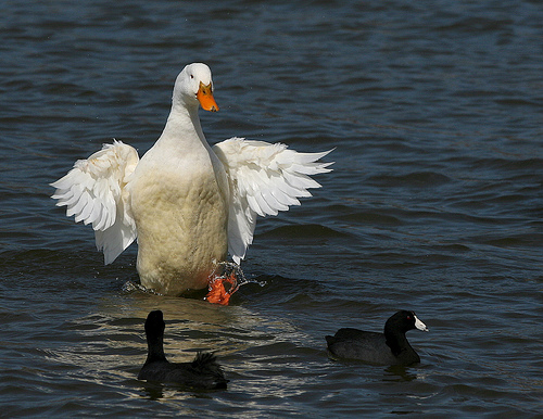 A duck fending off an American Coot from http://www.flickr.com/photos/texaseagle/3377658563/