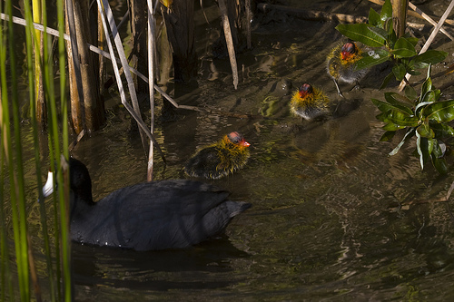 American Coot family from http://www.flickr.com/photos/mikebaird/527176328/