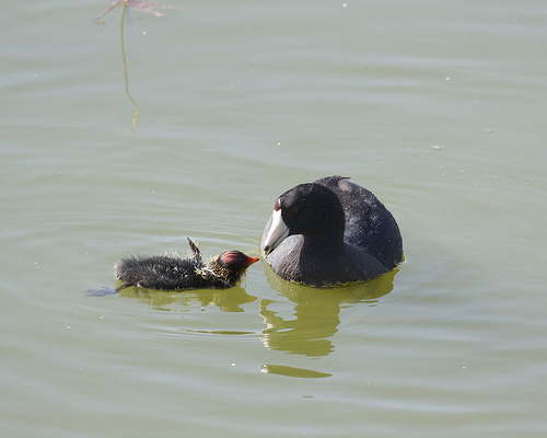 Adult Coot feeding its young from http://www.flickr.com/photos/27784972@N07/3752864420/