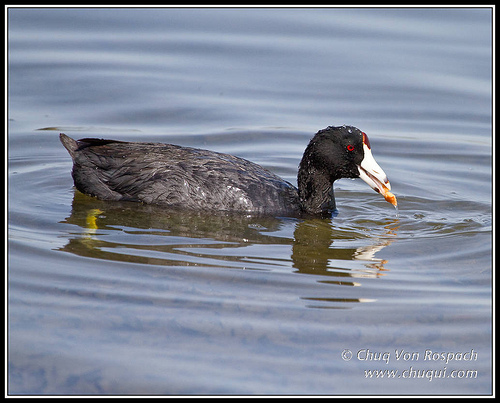 American Coot eating from http://www.flickr.com/photos/chuqui/4531848453/