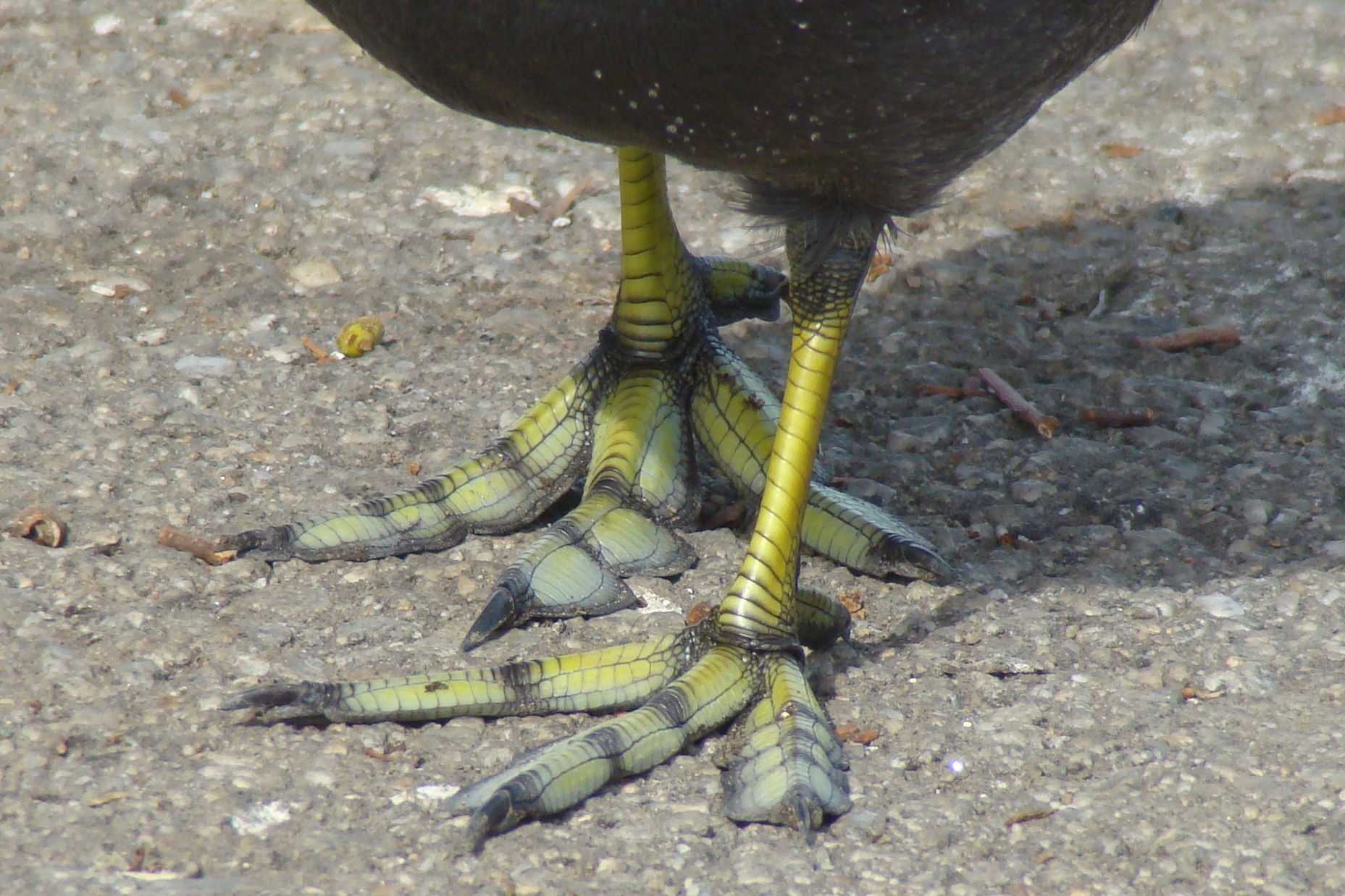 American Coot feet from http://www.flickr.com/photos/slomaggie/4090097281/