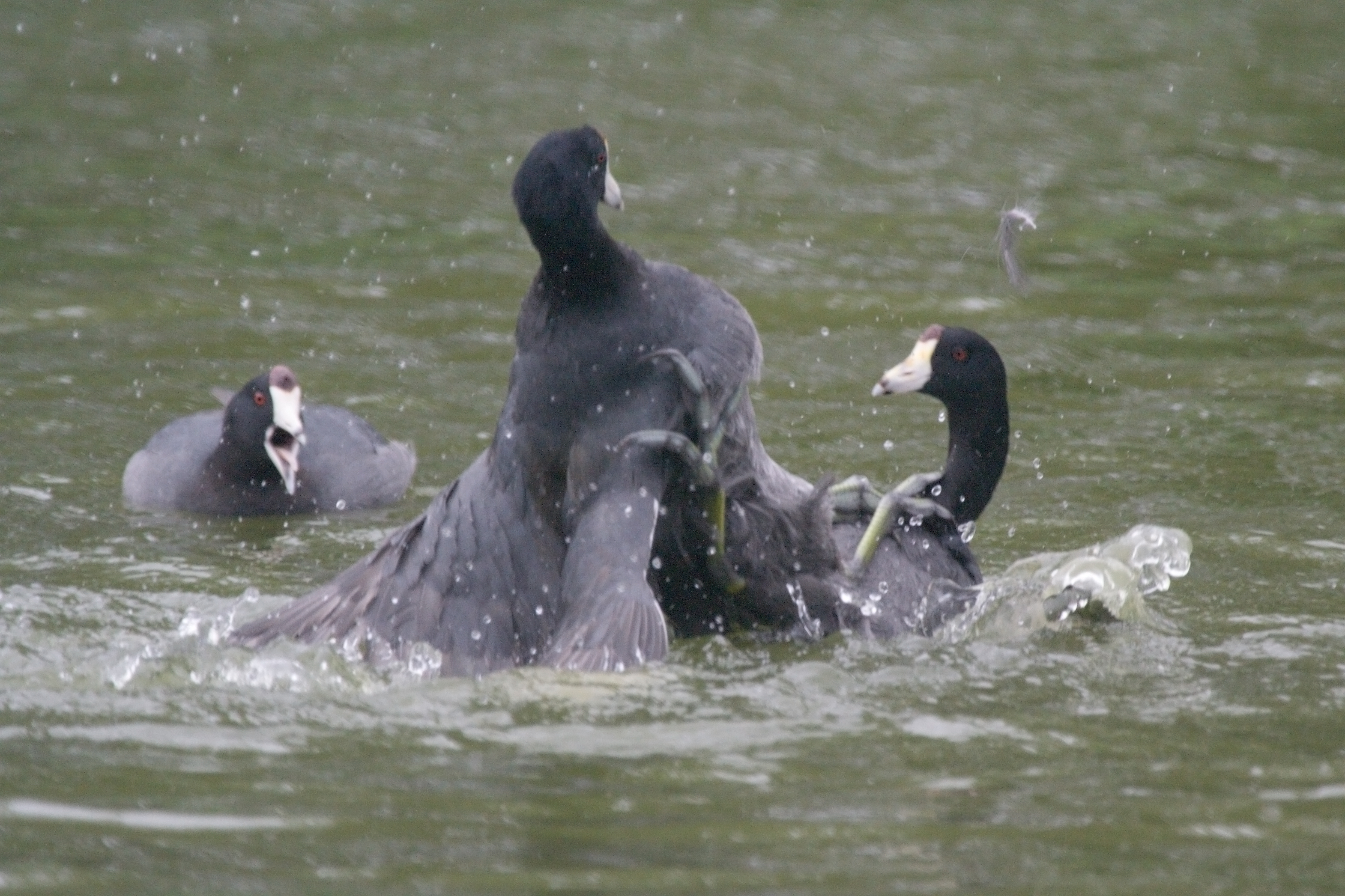 American Coots fighting with their feet in the water from http://www.flickr.com/photos/lucina/255341512/