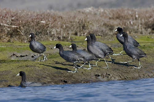 Flock of American Coots from http://www.flickr.com/photos/mikebaird/2041783731/
