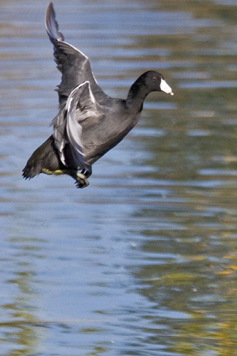 American Coot flying from http://www.flickr.com/photos/aehack/2036274171/