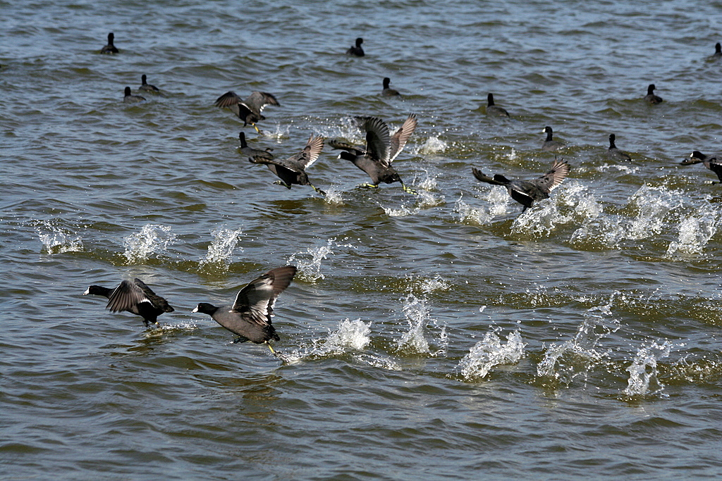 American Coots running across the water taking off for flight from http://www.flickr.com/photos/texaseagle/3378476760/