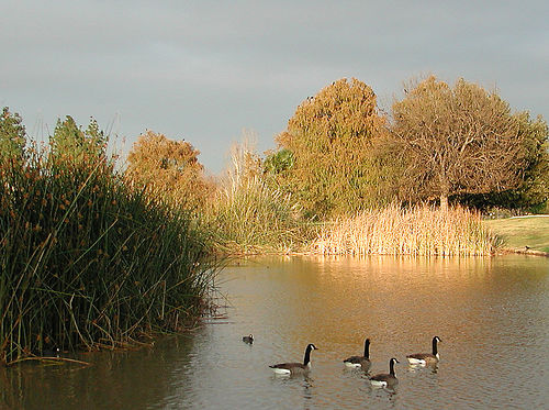 Canadian Geese and a Coot in a wetland from http://www.flickr.com/photos/anitagould/8279079/