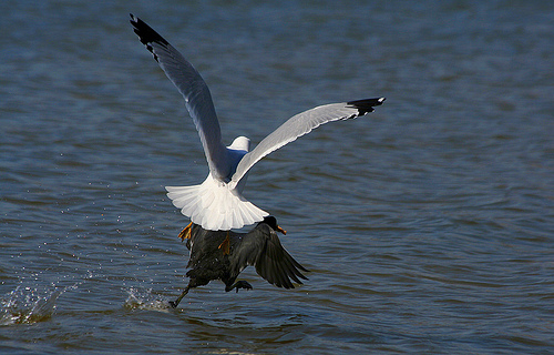 American Coot being chased by a Seagull from http://www.flickr.com/photos/texaseagle/4440320563/