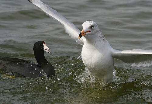 American Coot being threatened by a Seagull from http://www.flickr.com/photos/texaseagle/4300411423/