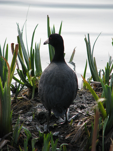 American Coot in its natural habitat: the marsh from http://www.flickr.com/photos/seattleyogi/2384740456/