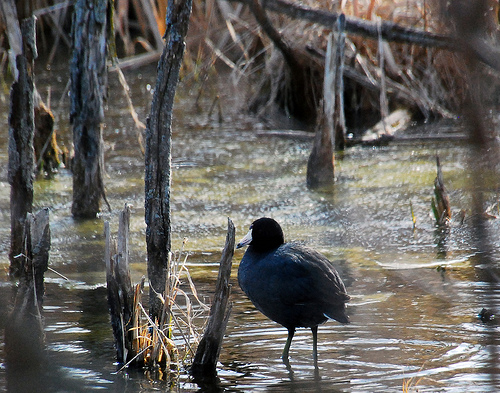 American Coot in the marsh from http://www.flickr.com/photos/91515698@N00/4471591472/