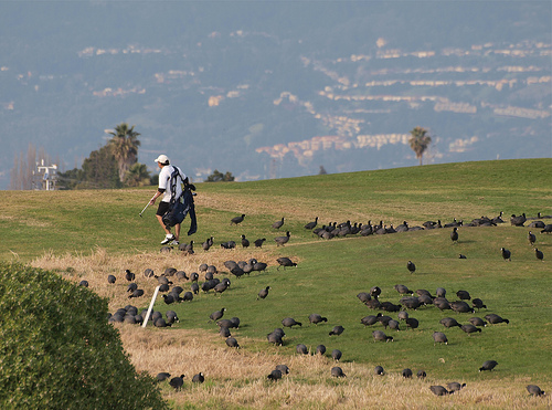 American Coots on a golf course from http://www.flickr.com/photos/taylar/3296261785/