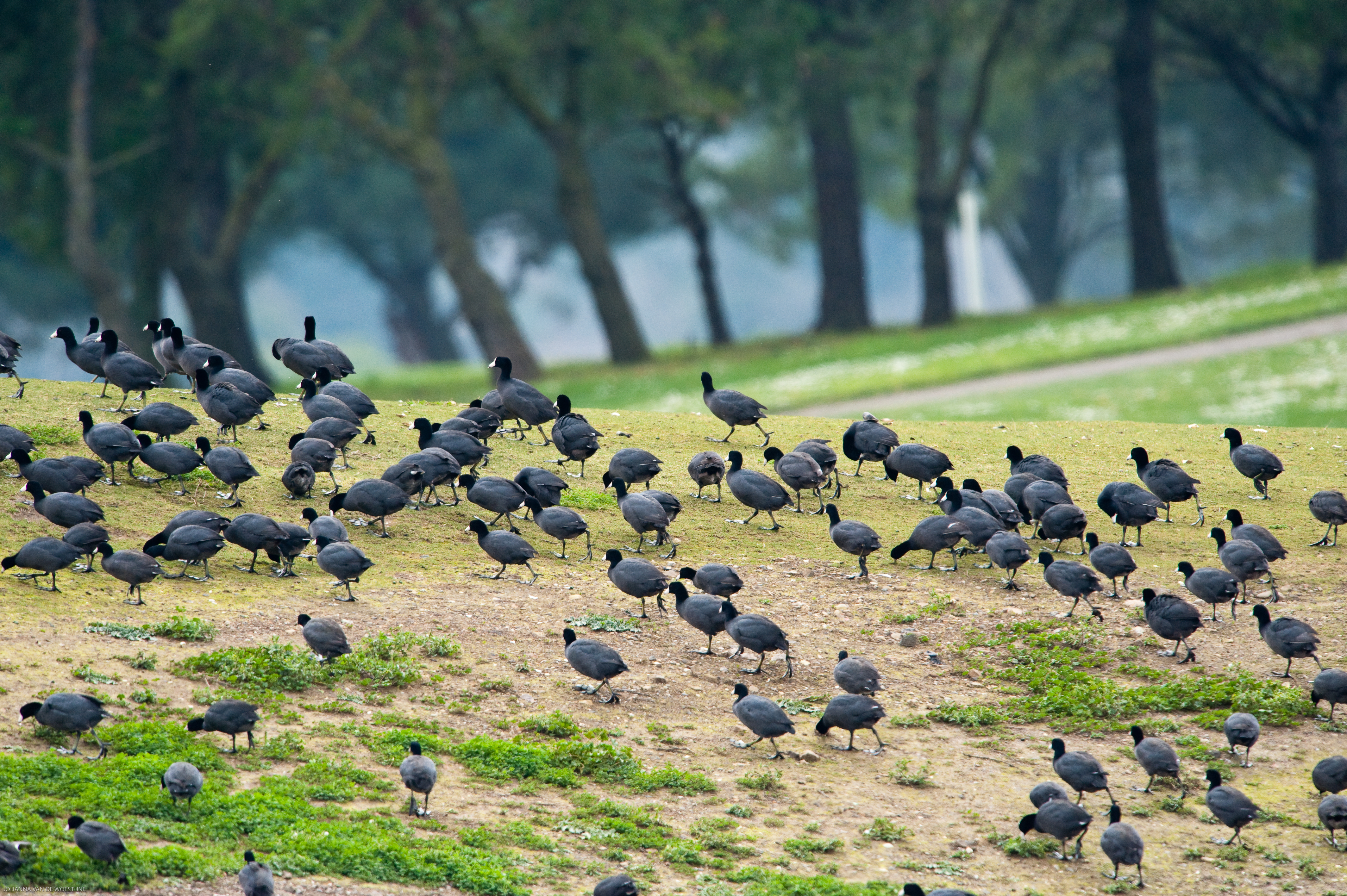 Coots congregating on a golf course from http://www.flickr.com/photos/johannacalifornia/4328453540/