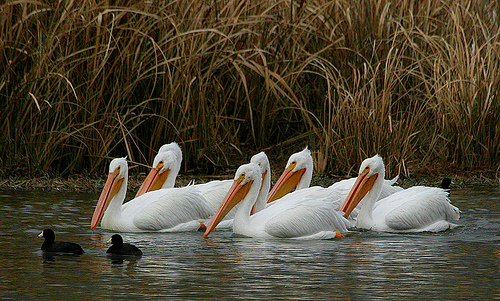 American Coots and Pelicans from http://www.flickr.com/photos/texaseagle/4392750702/