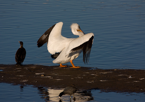 American Coot and Pelican from http://www.flickr.com/photos/27784972@N07/3213183220/