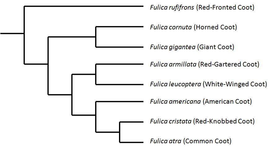 phylogenetic tree created by me (Caitlin Spohnholtz) derived from Bradley C. Livezey at http://www.ncbi.nlm.nih.gov/pmc/articles/PMC1692427/pdf/R7HYXFQJVAK3BHVD_353_2077.pdf/?tool=pmcentrez