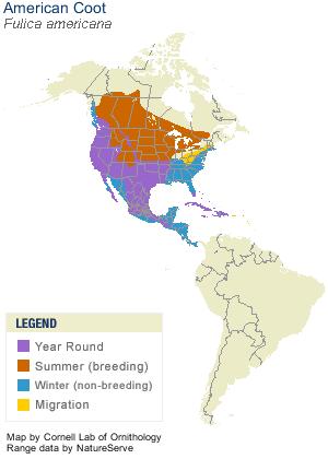 Map of the range of the American Coot in North America with permission of use of picture from http://www.allaboutbirds.org/guide/American_Coot/lifehistory 